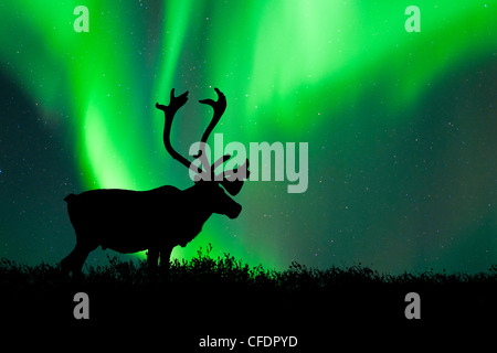 Caribou Stier Rangifer Tarandus Silhouette Stockfoto