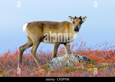 Caribou Kalb Rangifer Tarandus Herbst tundrprior Stockfoto