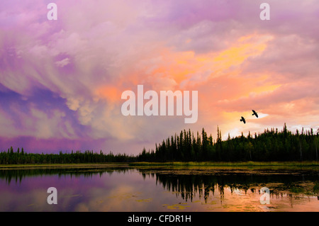 Kolkrabe (Corvus Corax) fliegen über einen borealen See bei Sonnenuntergang, Umgebung Yellowknife, Nordwest-Territorien, Kanada Stockfoto