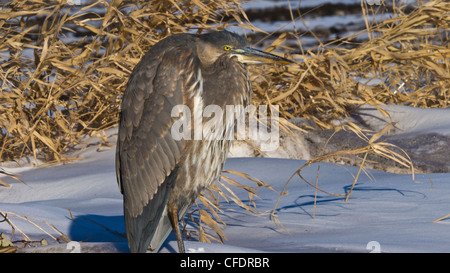 Ein großer Bleu Reiher (Ardea Herodias) auf Vancouver Island Saanich Peninsula, Britisch-Kolumbien, Kanada Stockfoto