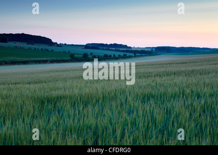 Eine Sommer-Ära in der North Norfolk-Landschaft in der Nähe von Burnham Market, Norfolk, England, United Kingdom, Europe Stockfoto