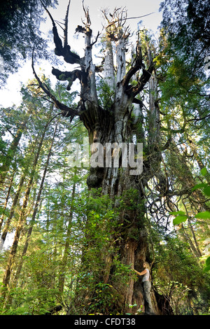 Frau schmiegt sich an alten western Redcedar Baum Stockfoto