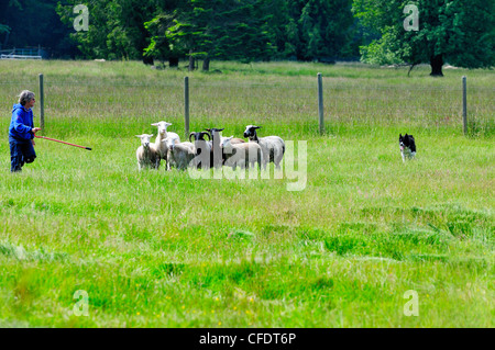 Eine Frau gibt Anweisungen, um ihren Border Collie, da er einige Schafe in Cobble Hill, Britisch-Kolumbien, Kanada Herden. Stockfoto