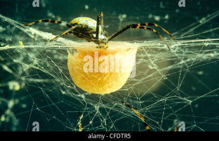 Spinne (Agriope Brunniche) bewacht Ei sac Stockfoto