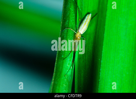 Lange-jawed Orb Weaver Spider (Tetragnatha Laboriosa) Stockfoto