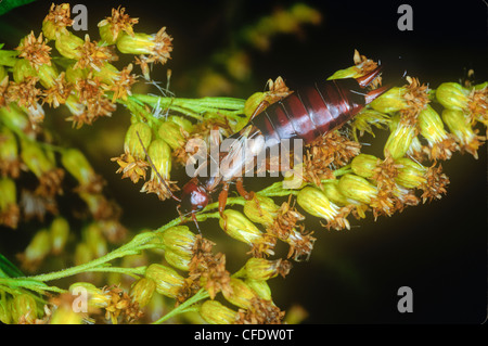 Europäische Ohrwurm (Forficula Auricularia) Stockfoto