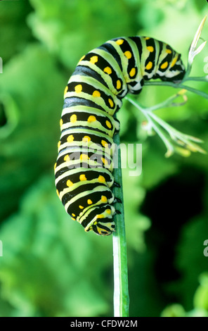 (Papilio Polyxenes) Östlichen schwarzen Schwalbenschwanz Schmetterling Larve, fünfte Instar. Fütterung auf anice Stockfoto