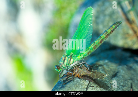 (Anax Junius), grünes Darner Libelle aus Exoskelton, Schlange Arzt, Stopfnadel, grünes Darner Stockfoto