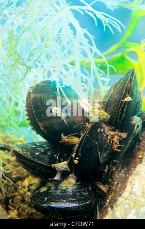 Miesmuscheln (Mytilus Edulis) Stockfoto