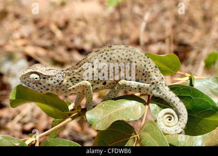 Chamäleon mit gerollte Rute auf Strauch, Tansania, Ostafrika, Afrika Stockfoto