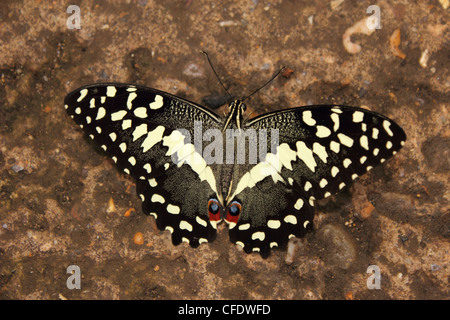 Kalk-Schwalbenschwanz-Schmetterling (Papilio Demoleus) Stockfoto