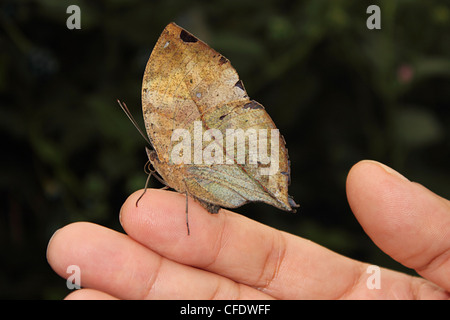 Indische Blatt Schmetterling (Kallima Paralekta) Stockfoto