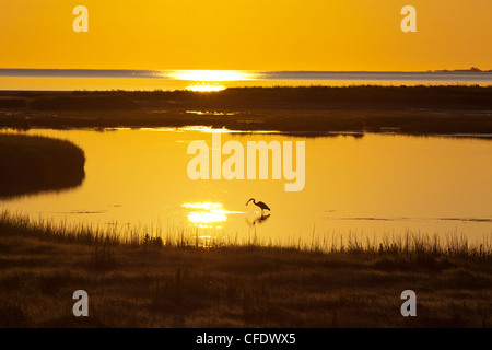 Great Blue Heron (Ardea Herodias) bei Sonnenaufgang, Rose Bay, Lunenburg County, Nova Scotia, Kanada, Stockfoto