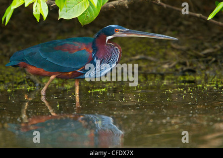 Agami Heron (Agamia Agami) Fütterung entlang der Küste in Peru. Stockfoto