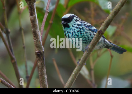 Beryl-spangled Tanager (Tangara Nigroviridis) thront auf einem Ast in Peru. Stockfoto