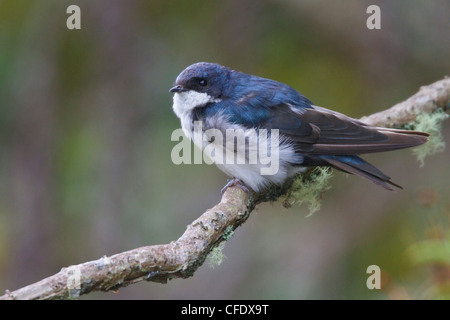 Blau-weiß Schwalbe (Notiochelidon Cyanoleuca) thront auf einem Ast in Peru. Stockfoto