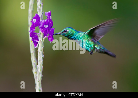 Blau-tailed Emerald (Chlorostilbon Mellisugus) fliegen während der Fütterung auf eine Blume in Peru. Stockfoto