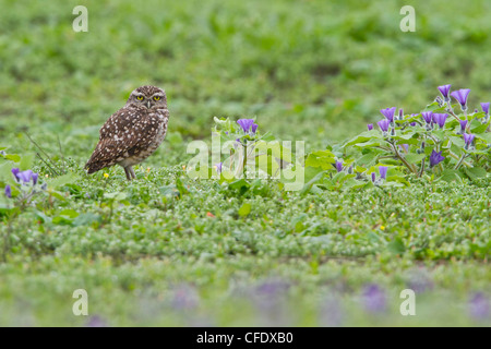 Kanincheneule (Athene Cunicularia) thront auf dem Boden in Peru. Stockfoto