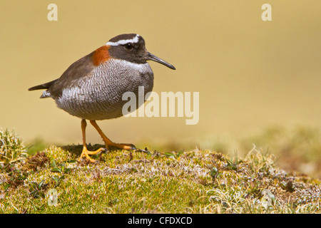 Matrizengeformte Sandpiper-Regenpfeifer (Phegornis Mitchellii) thront auf dem Boden im Hochland von Peru. Stockfoto