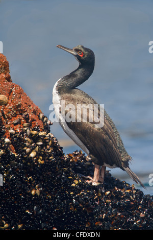 Guanay Kormoran (Phalacrocorax Bougainvillii) thront auf einem Felsen in Peru. Stockfoto