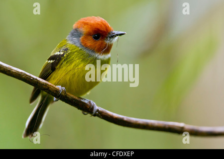 Johnsons / Lulus Tody-Tyrann (Poecilotriccus Luluae) thront auf einem Ast in Peru. Stockfoto