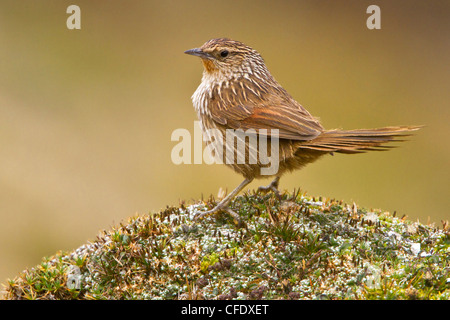 Junin Canastero (Asthenes Virgata) thront auf dem Boden im Hochland von Peru. Stockfoto