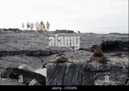 Touristen auf der Suche nach Meerechsen (Amblyrhynchus Cristatus), Isla Santa Cruz, Galapagos-Inseln, Ecuador Stockfoto