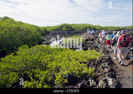 Touristen auf eine walking-tour in die Lavafelder am Tintoreras, Isla Isabela, Galapagos-Inseln, Ecuador Stockfoto