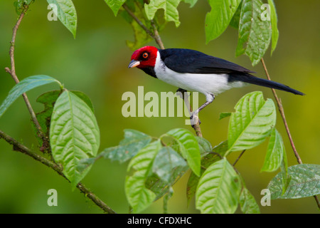 Rot-capped Kardinal (Paroaria Gularis) thront auf einem Ast in Peru. Stockfoto