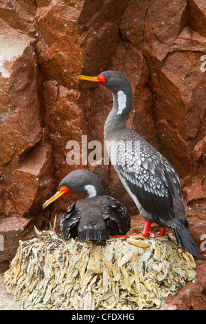 Rotbeinige Kormoran (Phalacrocorax Gaimardi) in Peru Stockfoto