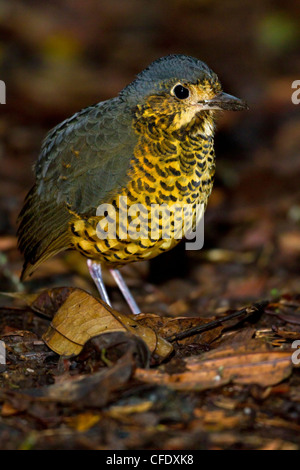 Gewellte Antpitta (Grallaria Squamigera) thront auf dem Boden in Peru. Stockfoto