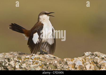 White-bellied Cinclodes (Cinclodes Palliatus) thront auf einem Felsen in Peru. Stockfoto