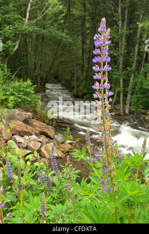 Wilde mehrjährige Lupinen (Lupinus Perennis) und Cheekye Fluß, Coast Range, British Columbia, Kanada Stockfoto