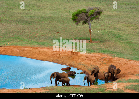 Elefanten (Loxodonta Africana) und Cape-Büffel (Syncerus Caffer) am Wasserloch, Tsavo East Nationalpark, Kenia, Ostafrika Stockfoto