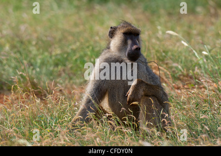 Gelbe Pavian (Papio Hamadryas Cynocephalus) mit einer Schlinge auf seinen Hals, Tsavo East National Park in Kenia, Ost-Afrika, Afrika Stockfoto
