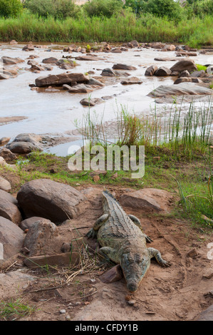 Nil-Krokodil (Crocodylus Niloticus), Afrika, Ostafrika, Tsavo East Nationalpark, Kenia Stockfoto