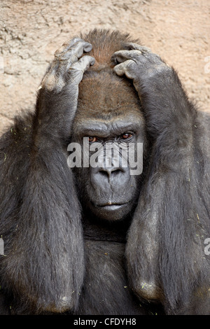 Westlicher Flachlandgorilla in Gefangenschaft, Rio Grande Zoo, Albuquerque Biological Park, Albuquerque, New Mexico, USA Stockfoto