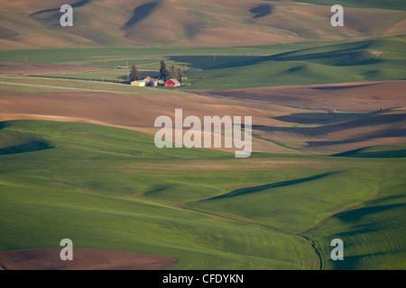 Sanfte Hügel, The Palouse, Whitman County, Bundesstaat Washington, Vereinigte Staaten von Amerika, Stockfoto