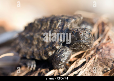 Ein frisch geschlüpftes gemeinsame Schnappschildkröte in Sarpy County, Nebraska Stockfoto