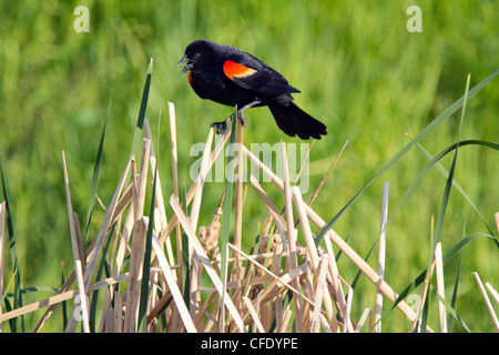 Eine rote Flügel Amsel singt, es territoriale Song auf bewährte Rohrkolben Schilf. Stockfoto