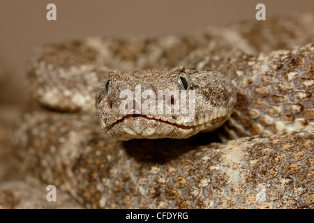 Gefleckte Klapperschlange (Crotalus Mitchellii) in Gefangenschaft, Arizona-Sonora Desert Museum, Tucson, Arizona, Vereinigte Staaten von Amerika Stockfoto