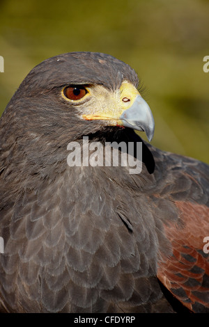 Harris Hawk (Parabuteo Unicinctus) in Gefangenschaft, Arizona-Sonora Desert Museum, Tucson, Arizona, Vereinigte Staaten von Amerika Stockfoto