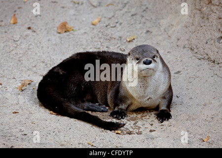 Fischotter (Lutra Canadensis) in Gefangenschaft, Arizona-Sonora Desert Museum, Tucson, Arizona, USA. Stockfoto