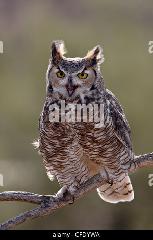 Große gehörnte Eule (Bubo Virginianus) in Gefangenschaft, Arizona-Sonora Desert Museum, Tucson, Arizona, Vereinigte Staaten von Amerika Stockfoto