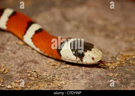 Arizona Berg Kingsnake (Lampropeltis Pyromelana) in Gefangenschaft, Arizona-Sonora Desert Museum, Tucson, Arizona, USA Stockfoto