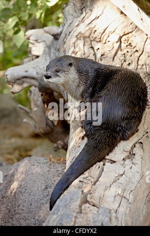 Fischotter (Lutra Canadensis) in Gefangenschaft, Arizona-Sonora Desert Museum, Tucson, Arizona, USA. Stockfoto