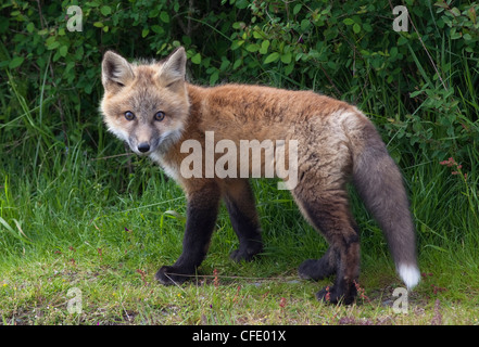 Wild Red Fox Kit Vulpes Vulpes San Juan Island Stockfoto