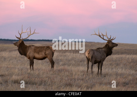 Stier Elche oder Wapiti (Cervus Canadensis) bei Sonnenuntergang in hohen Wiesen von Custer State Park, South Dakota Stockfoto