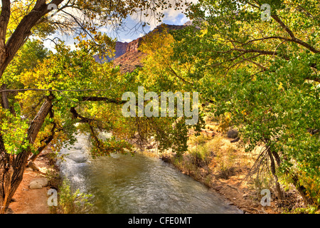 North Fork, Virgin River, Zion Nationalpark, Utah, USA Stockfoto