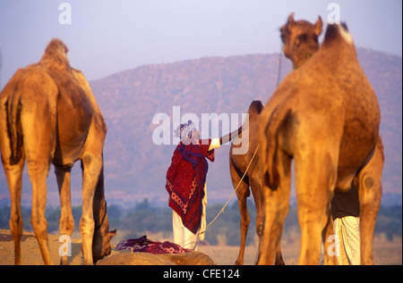 Ein Kamel Verkäufer auf der Pushkar Camel Fair in Pushkar, Rajasthan, Indien. Stockfoto